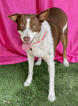 ELOISE -  Australian Kelpie and Collie Dog for Adoption in Rowland Heights, California - ELOISE | PetCurious