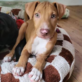 Rescue Vizsla Dogs for Adoption in Baldwin, Maryland - Chickpea | PetCurious