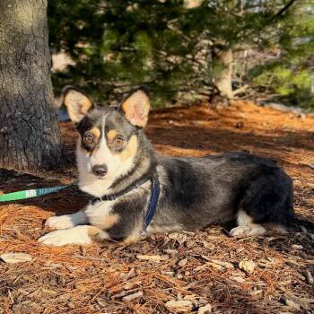 Corgi Dogs Available for Adoption - Kim Corg-dashian | PetCurious