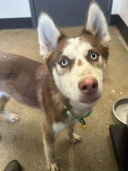 Conor -  Siberian Husky Dog for Adoption in Cleveland, Ohio - Conor | PetCurious