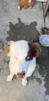 Rescue Australian Shepherd Dogs for Adoption in Manhattan Beach, California - Mr. Aussie Down Under!! | PetCurious