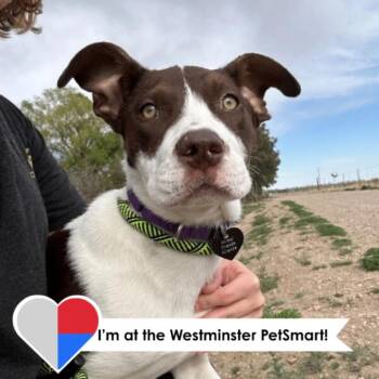 Pit Bull Terrier and Mixed Breed Dogs Available for Adoption - Prudence | PetCurious