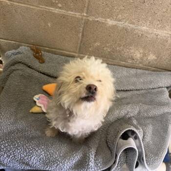 Paisley -  Poodle Dog for Adoption in Ojai, California - Paisley | PetCurious