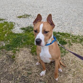 Terrier and Shepherd Dogs Available for Adoption in South Elgin, Illinois - Dozer | PetCurious