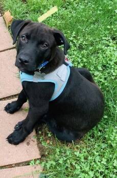 Mr. Boombastic -  Black Labrador Retriever Dog for Adoption in Germantown, Ohio - Mr. Boombastic | PetCurious