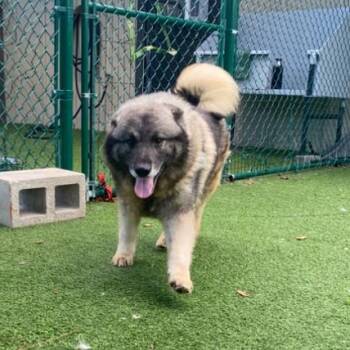 Summit 0415 -  Norwegian Elkhound Dog for Adoption in Loxahatchee Groves, Florida - Summit 0415 | PetCurious