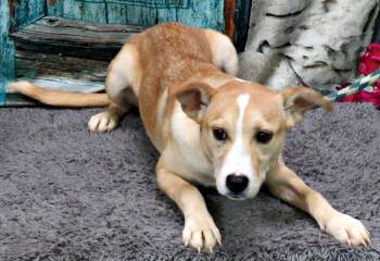 Quinton -  Labrador Retriever and Husky Dog for Adoption in Lexington, Virginia - Quinton | PetCurious