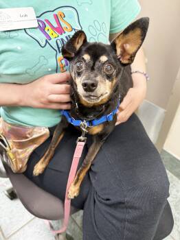 Taz - adorable senior lap dog -  Miniature Pinscher Dog for Adoption in Oshkosh, Wisconsin - Taz - Adorable Senior Lap Dog | PetCurious