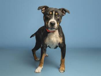 Pit Bull Terrier Dogs Available for Adoption in Phoenix, Arizona - TUCKER | PetCurious
