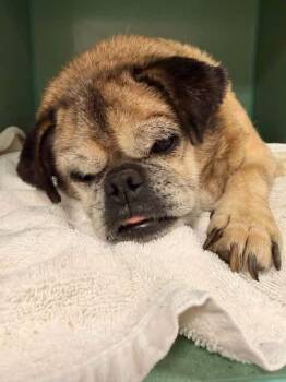 Frank -  Pug and Beagle Dog for Adoption in Durango, Colorado - Frank | PetCurious