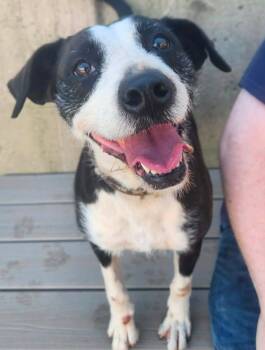 Noodle -  Schnauzer Dog for Adoption in Peru, Illinois - Noodle | PetCurious