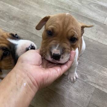 BlueBell -  Shar Pei Dog for Adoption in Escondido, California - BlueBell | PetCurious