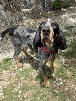 Beauregard -  Bluetick Coonhound Dog for Adoption in Charleston, South Carolina - Beauregard | PetCurious