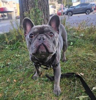 Blue -  Mixed Breed Dog for Adoption in Montreal, Quebec - Blue | PetCurious