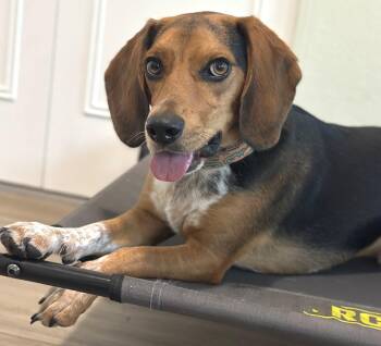 Beagle Dogs Available for Adoption in Dunnellon, Florida - Rowdy III | PetCurious