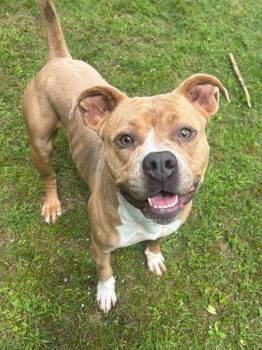 Pit Bull Terrier Dogs Available for Adoption in Benton, Arkansas - Loba | PetCurious