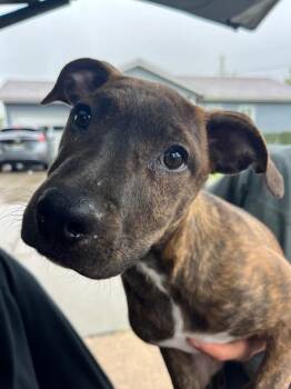 Cattle Dog and Labrador Retriever Dogs Available for Adoption in Fort Lupton, Colorado - Bubblegum 2 | PetCurious