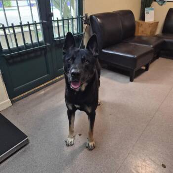 Disco -  German Shepherd Dog Dog for Adoption in Pasadena, California - Disco | PetCurious