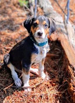 Breezy -  Border Collie and Bluetick Coonhound Dog for Adoption in Pinedale, Wyoming - Breezy | PetCurious
