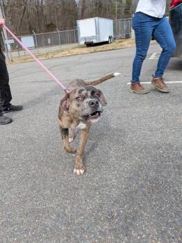 Catahoula Leopard Dog Dogs Available for Adoption - Joker | PetCurious