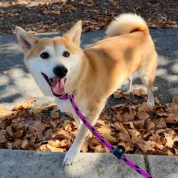 EMON -  Shiba Inu Dog for Adoption in Santa Cruz, California - EMON | PetCurious