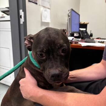 Cookies -  Mixed Breed Dog for Adoption in Philadelphia, Pennsylvania - Cookies | PetCurious