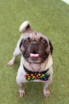 Wemby -  Pug Dog for Adoption in Gardena, California - Wemby | PetCurious