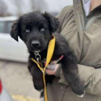 Great Pyrenees and Mixed Breed Dogs Available for Adoption - Orson | PetCurious
