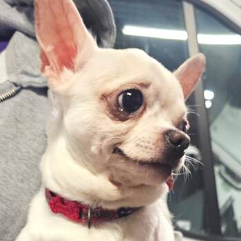 Chihuahua Dogs Available for Adoption in Des Moines, Iowa - Silas | PetCurious
