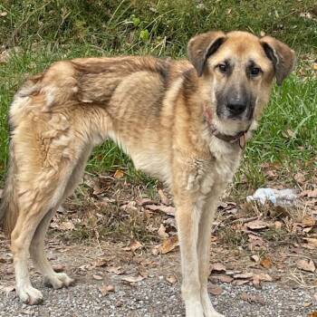 Orville -  German Shepherd Dog Dog for Adoption in East St. Louis, Illinois - Orville | PetCurious