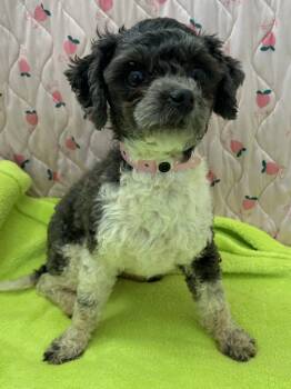 Maltese and Poodle Dogs Available for Adoption in Pacolet, South Carolina - Panda Mar 26 | PetCurious