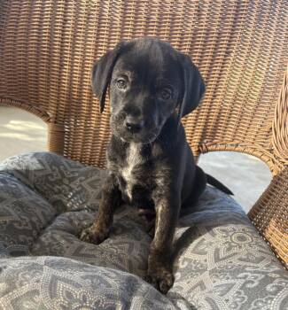 Peter -  Hound and Shepherd Dog for Adoption in Irwin, Pennsylvania - Peter | PetCurious