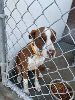 Jason -  Mixed Breed Dog for Adoption in Elizabethtown, North Carolina - Jason | PetCurious