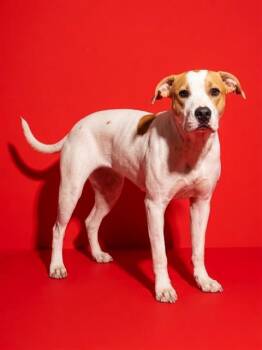 BEET ROOT -  Mixed Breed Dog for Adoption in Jacksonville, Florida - BEET ROOT | PetCurious