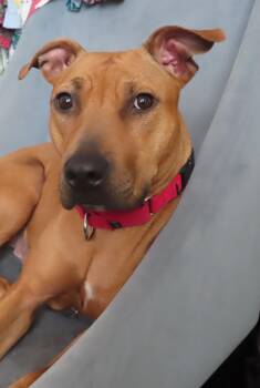 Rescue Boxer and Pit Bull Terrier Dogs for Adoption in Carlsbad, California - Felicia | PetCurious