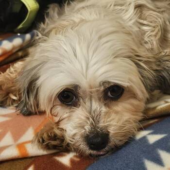 Havanese Dogs Available for Adoption - Coco | PetCurious