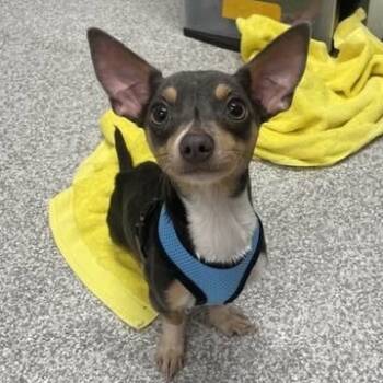 Rescue Chihuahua Dogs for Adoption in Rockville, Maryland - Jack Frost | PetCurious