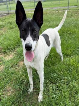 Labrador Retriever and Mixed Breed Dogs Available for Adoption in Conroe, Texas - SPOT | PetCurious