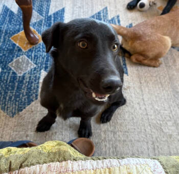 Rescue Dachshund Dogs for Adoption in Lafayette, Colorado - Jack | PetCurious