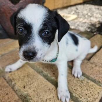 McDoogle -  Chiweenie Dog for Adoption in Houston, Texas - McDoogle | PetCurious