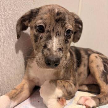 Aurora 2 -  Black Mouth Cur and Mixed Breed Dog for Adoption in Tampa, Florida - Aurora 2 | PetCurious