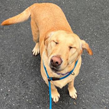 Yellow Labrador Retriever and Mixed Breed Dogs Available for Adoption in Concord, North Carolina - Nova | PetCurious