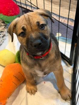 Copper -  Staffordshire Bull Terrier and Shepherd Dog for Adoption in Lodi, California - Copper | PetCurious