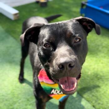 Rescue Black Labrador Retriever Dogs for Adoption in Houston, Texas - Big Red | PetCurious