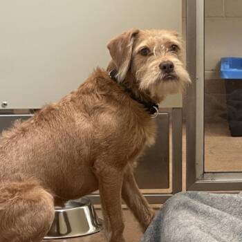 Zuma -  Terrier Dog for Adoption in Walnut Creek, California - Zuma | PetCurious