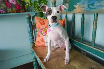 Whippet and Mixed Breed Dogs Available for Adoption in San Antonio, Texas - Elliot | PetCurious
