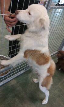 Ronen -  Australian Shepherd and Brittany Spaniel Dog for Adoption in Big Spring, Texas - Ronen | PetCurious