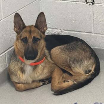Bonnie -  German Shepherd Dog Dog for Adoption in Hampton Bays, New York - Bonnie | PetCurious