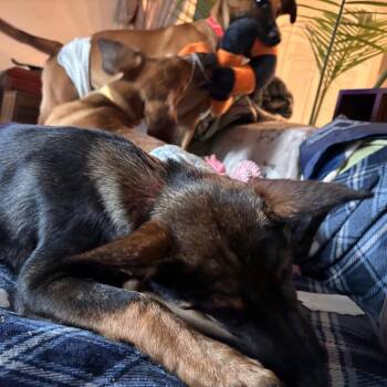 December -  Shepherd Dog for Adoption in San Diego, California - December | PetCurious