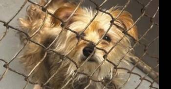 Coco -  Yorkshire Terrier Dog for Adoption in Mishawaka, Indiana - Coco | PetCurious
